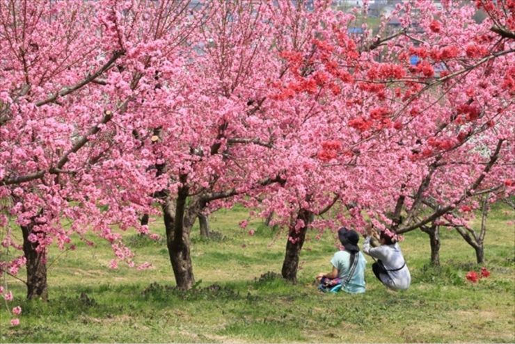 花もも 飯坂温泉