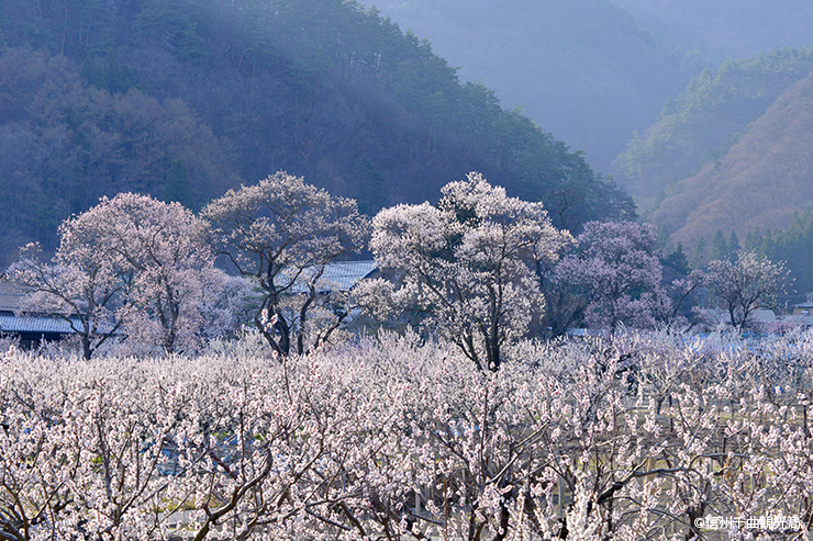 戸倉上山田温泉　杏花競演　滝沢豊満　雪景色