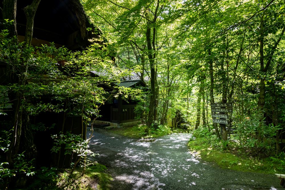 Ryokan Sanga. The garden’s dazzling green hues of young leaves in early summer.