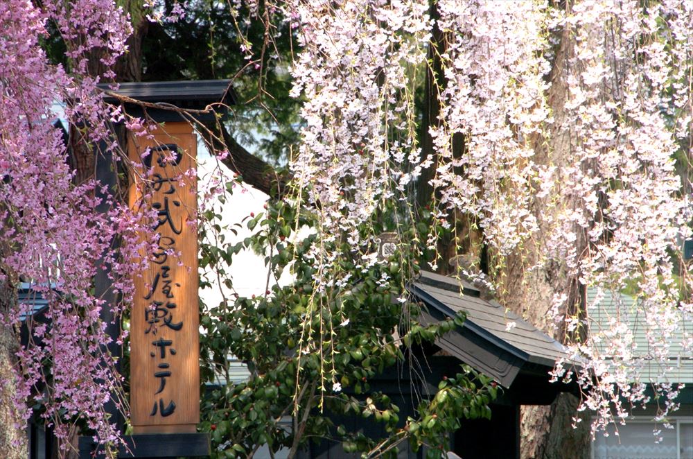 TAMACHI BUKEYASHIKI HOTEL.　The weeping cherry blossoms on the grounds are registered as a national natural monument.